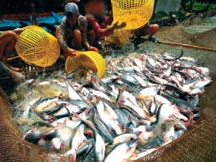 ca tra tieu thu tai thai lan chu yeu nhap khau tu viet nam