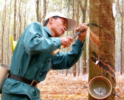 cao su viet xuat khau dung thu tu the gioi